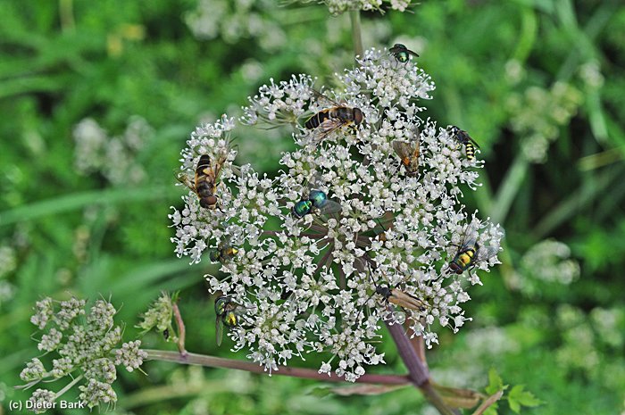 060 Doldenbluete mit verschiedenen Insekten